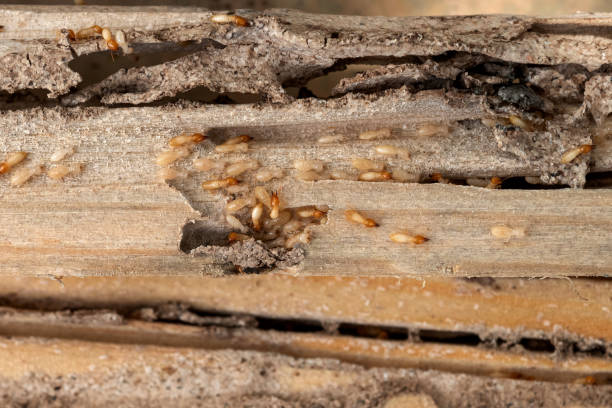 Best Residential Pest Control  in Lake Hamilton, AR